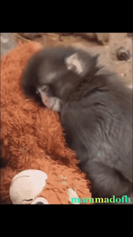 Sad Monkey GIF