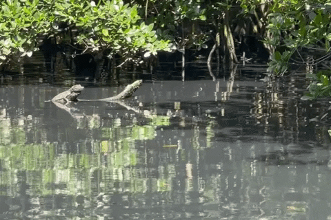 Os Jacarés na Ilha da Gigoia-RJ