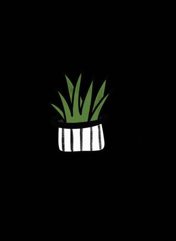 Sharpthoughtlings cactus succulent sharpthoughtlings sharpsucculents GIF