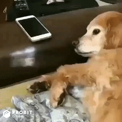 Golden Retriever Reaction GIF by ProBit Global