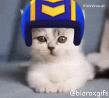 Dance Dancing GIF