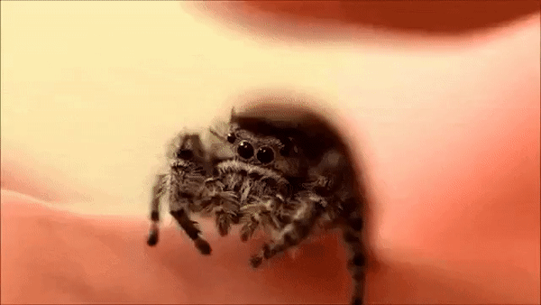 Little Spider GIF - Find & Share on GIPHY
