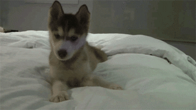 Puppy GIF
