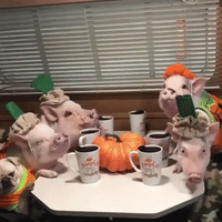 Pig and Pug Pals Have Pumpkin Party