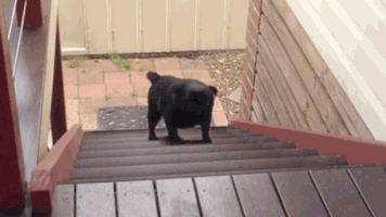 stairs get GIF