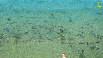 Nat Geo Swimming GIF by National Geographic Channel