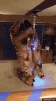 t rex GIF