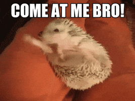 hedgehog come at me bro GIF