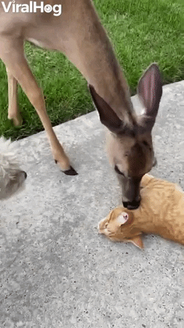 Cat Enjoys Kisses From Friendly Deer GIF by ViralHog