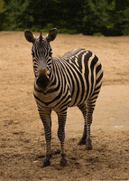 zoo zebra GIF by Head Like an Orange