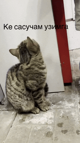 Analgin GIF