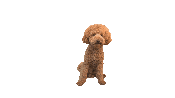 Poodle Sticker