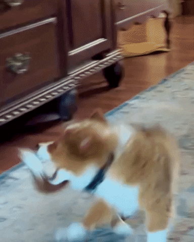 Dog-chasing-tail GIFs - Get the best GIF on GIPHY
