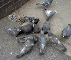 cities pigeons GIF