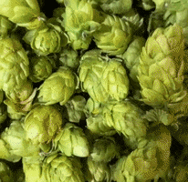 Hops Obc GIF by Odell Brewing Company