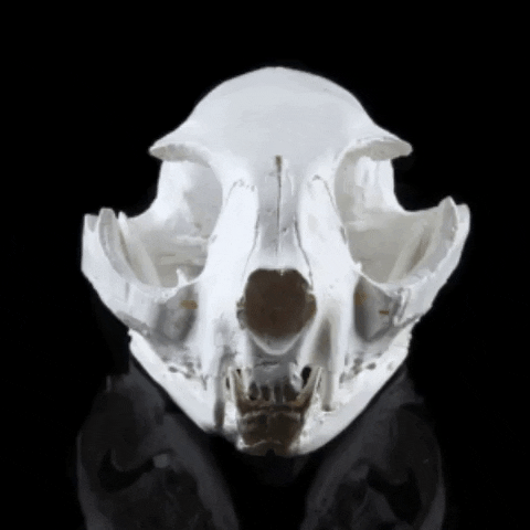 Decor Animalskull Black Grey Skull GIF