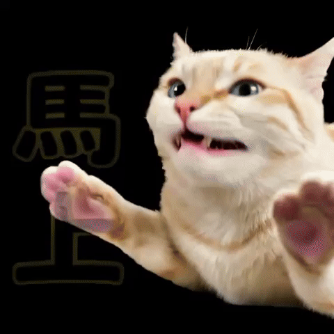 Cat GIF