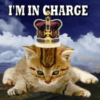 Cat Kitty GIF