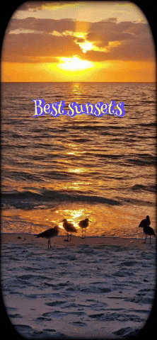 Perry Hotel Naples GIF