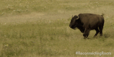Open Range Running GIF by Reconnecting Roots