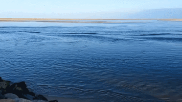 Tallia  GIF