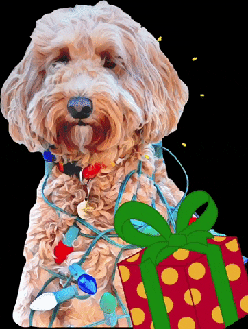 avocado_berries dog puppy doggo doggy GIF