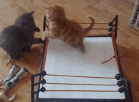Cat Fight GIFs - Get the best GIF on GIPHY