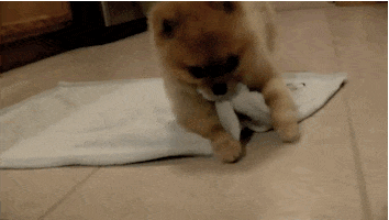 Video gif. Pomeranian tugs on the corner of a blanket and then rolls over on the floor, wrapping itself up like a burrito.