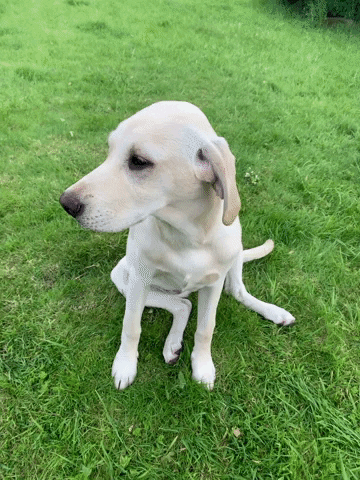 Labrador Retriever Dog GIF