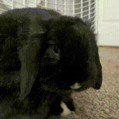 Bunny Rabbit GIF