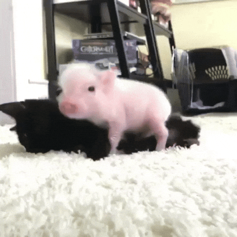 Off Topic: General - Daily Dose of Wholesome | #1 image 3