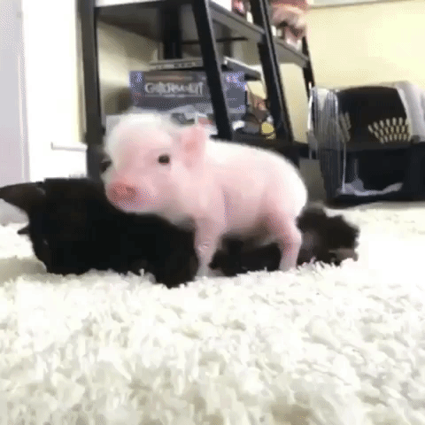 Video gif. Fuzzy baby piglet stumbles over the legs of a black kitten lying on a rug, then leans on the kitten like he's giving a hug.