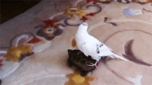 bird