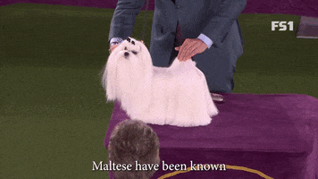Westminster Dog Show Hollywood GIF by Westminster Kennel Club