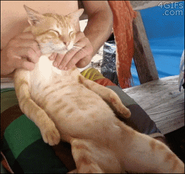 Relaxed Cat GIF - Find & Share on GIPHY
