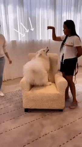 Dog Chair GIF by mammamiacovers