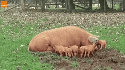 Rejected Superman GIF