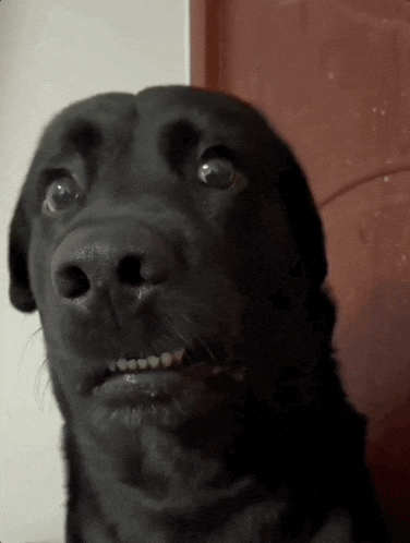 Video gif. Close up of a black dog with a slight underbite staring into the distance with a frightened expression. His snout senses that something's in the air. 