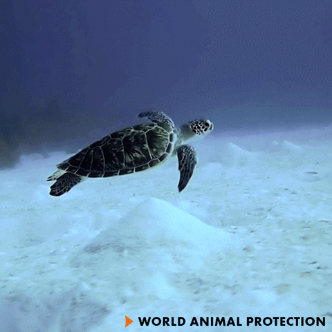 Ocean Running GIF by World Animal Protection