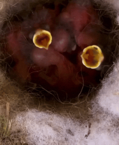 Baby Bird GIF