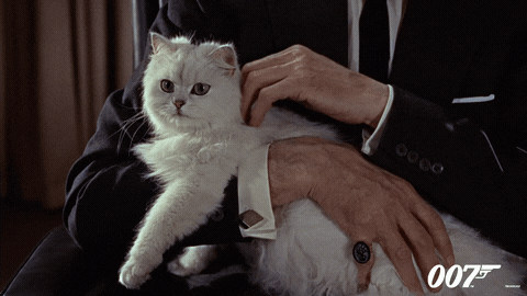 International Cat Day GIF by James Bond 007 - Find & Share on GIPHY