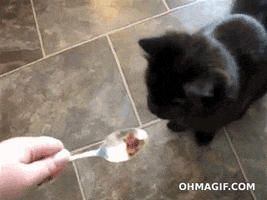 black cat spoon GIF