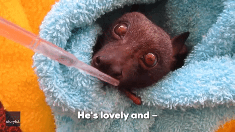 baby bat gif