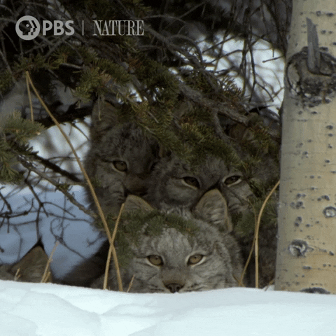 Pbs Nature Cat GIF by Nature on PBS