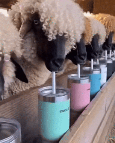 Cup Sheep GIF