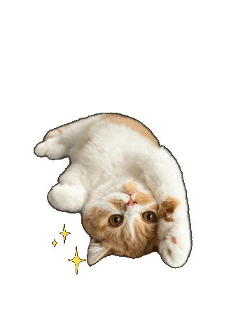 Cat Kitty Sticker