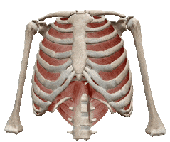 Physiocentermx Sticker