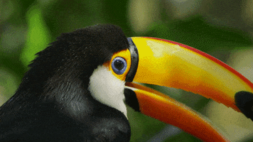toucan GIF