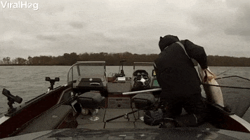 Monster Muskie From Mille Lacs Lake GIF by ViralHog