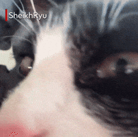 Cat GIF